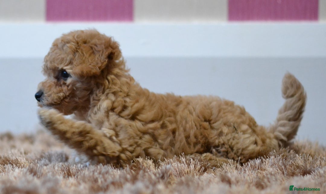 Miniature Poodle dogs for sale: Miniature Poodle Puppies from DNA tested Parents - Image 14