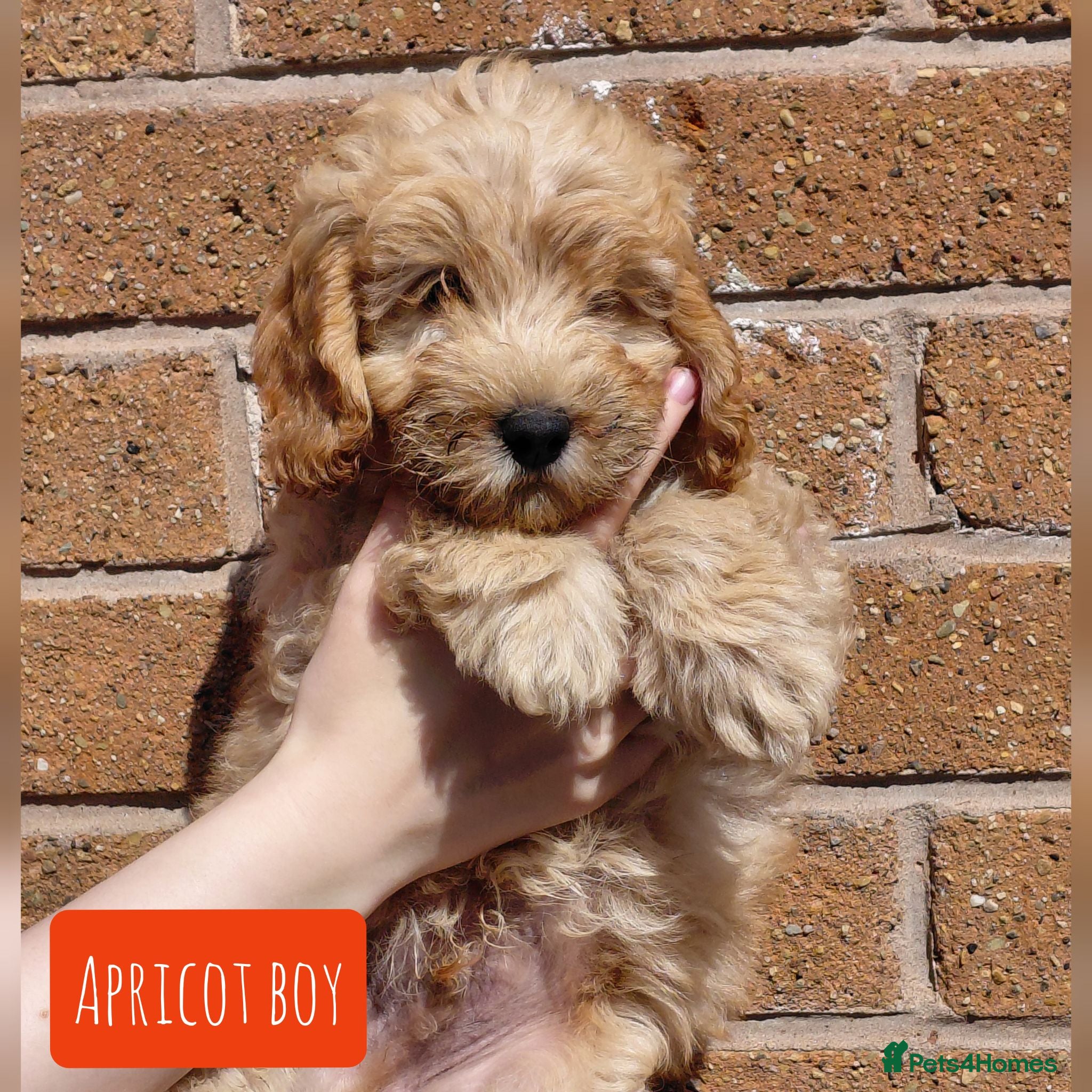 Cockapoo dogs READY TO GO 5* F2B Merle Cockapoos  - Advert 2