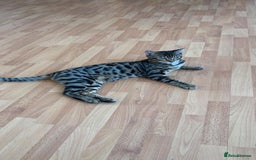 Bengal cats for sale: Beautiful bengal boy - Image 5