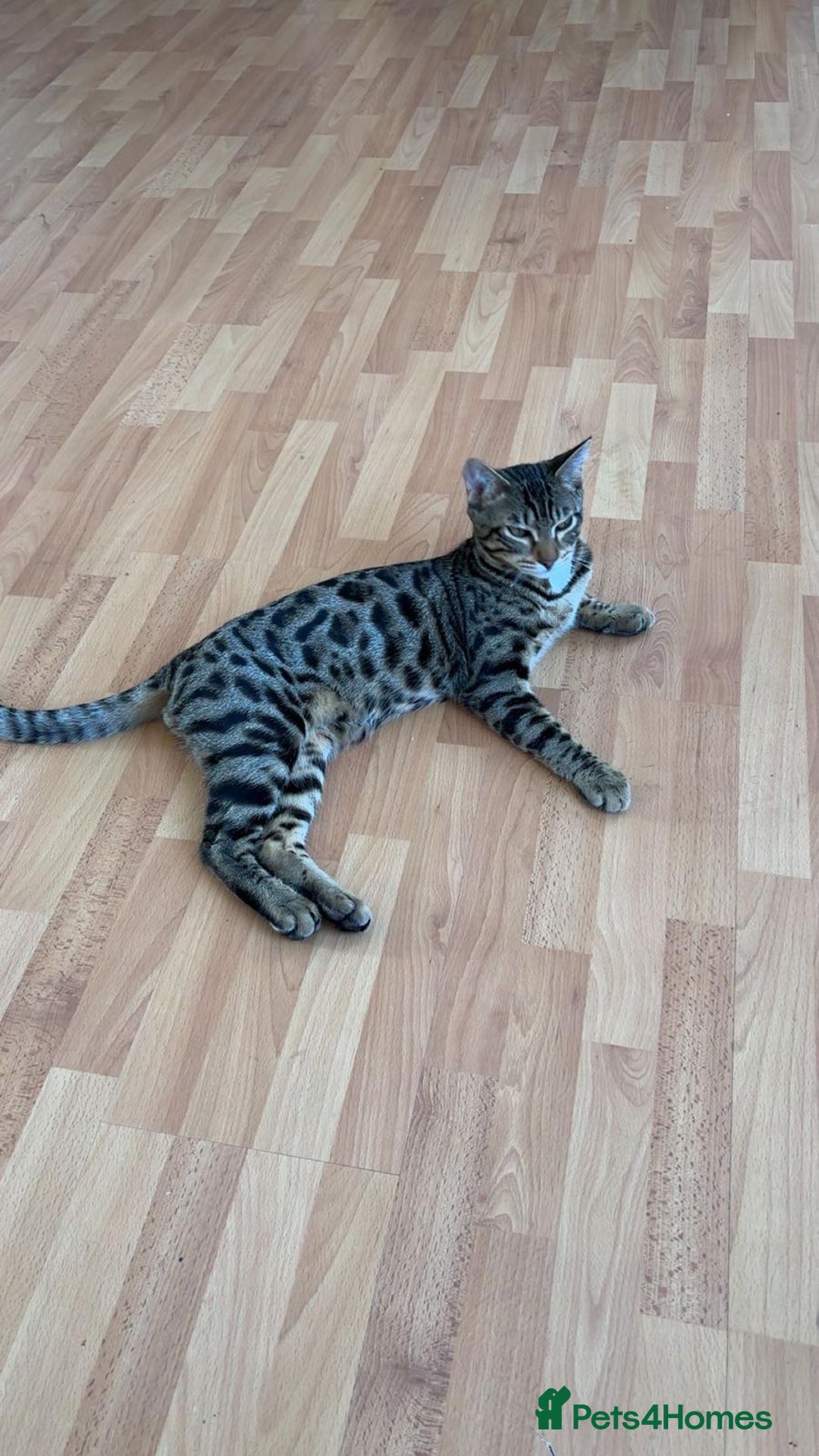 Bengal cats for sale: Beautiful bengal boy - Image 5