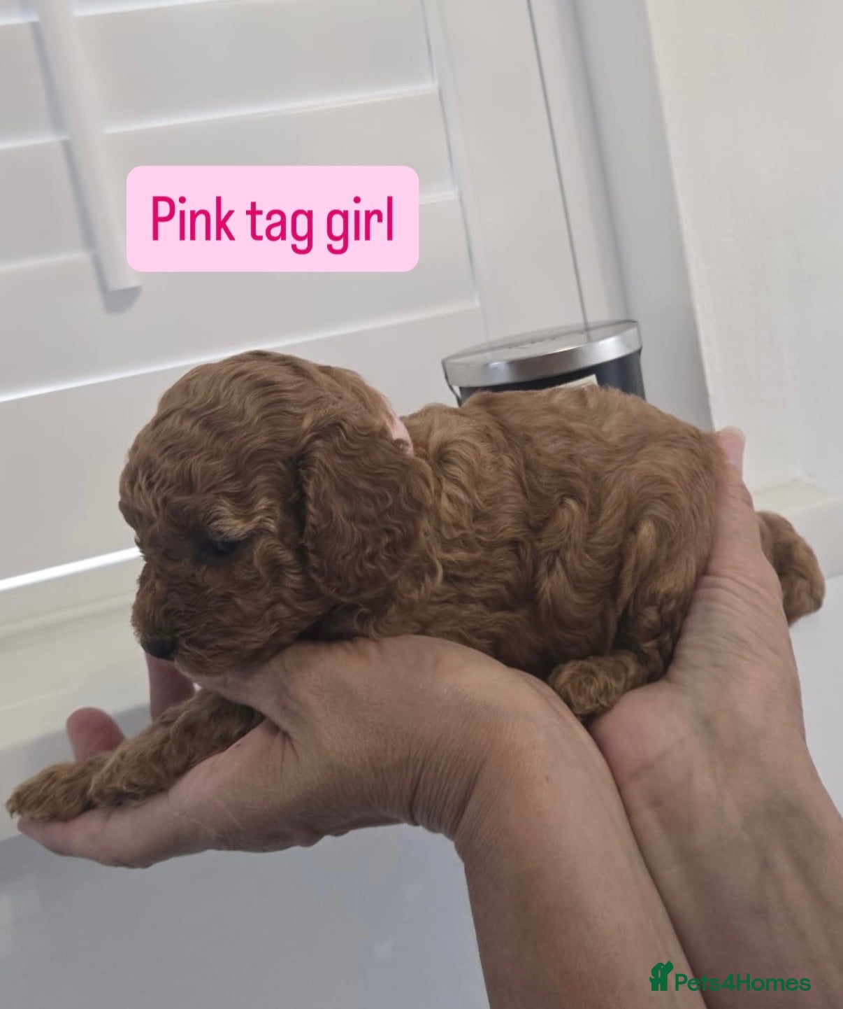 Cavapoo dogs Beautiful F1B Cavapoo Puppies - Advert 1