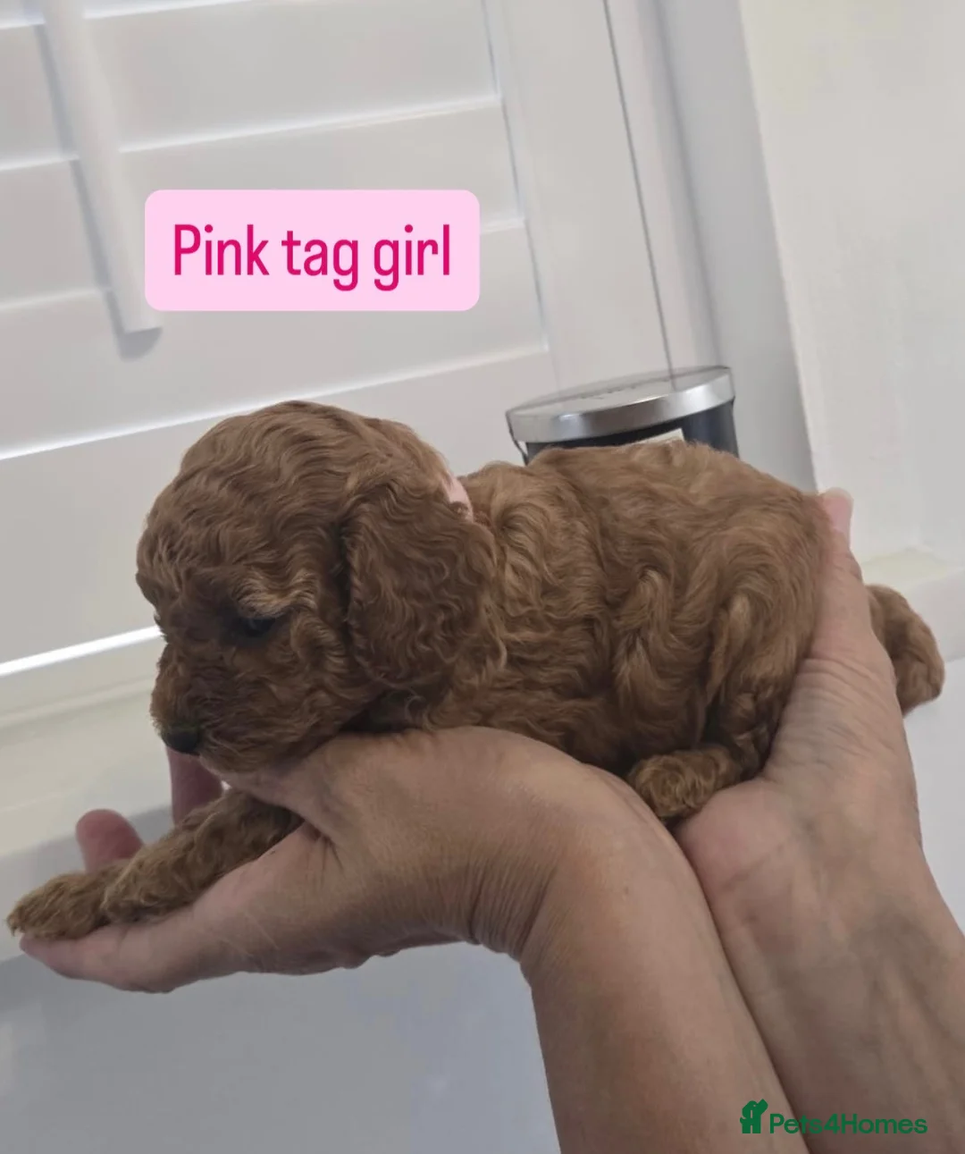 Cavapoo dogs for sale: Beautiful F1B Cavapoo Puppies - Advert 1