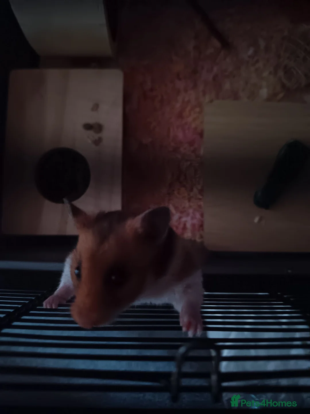 Hamster rodents for sale: Female Syrian  - Advert 5