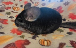 Chinchilla rodents for sale: Black pearl Carriers - Image 13