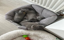 Scottish Fold cats for sale: Scottish fold - Image 3
