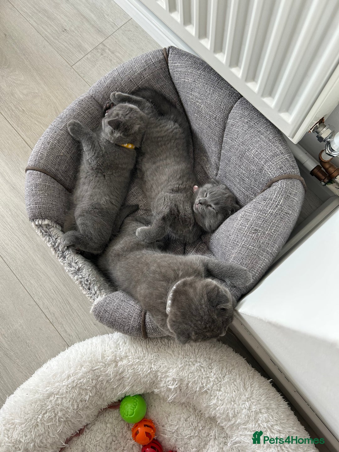 Scottish Fold cats for sale: Scottish fold - Image 3