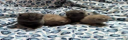 British Shorthair cats for sale: Pedigree British Blue/ Lilac Kittens - Advert 10