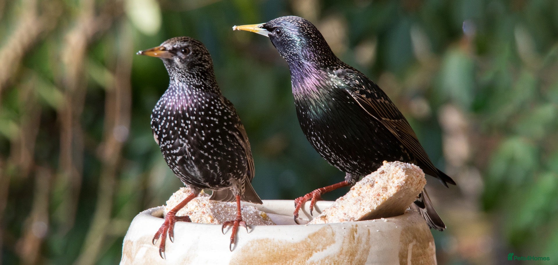 Softbills birds Common Starling - Advert 1