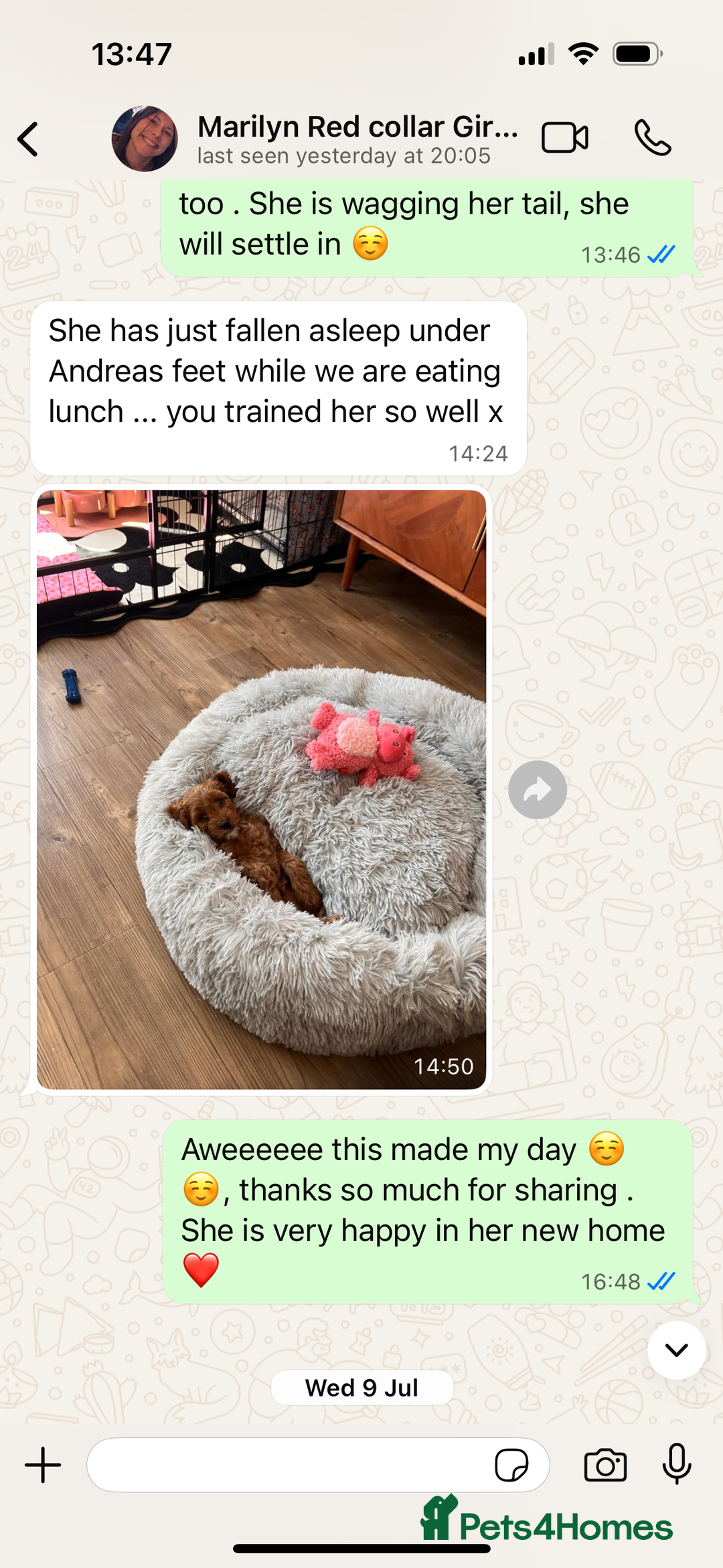 Cavapoo dogs for sale: Waiting List now open - DARK RED PREMIUM QUALITY - Image 9