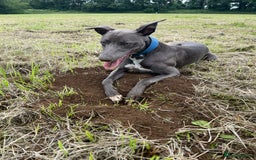 Whippet dogs for stud: Striking blue whippet stud in Banbury - Image 3