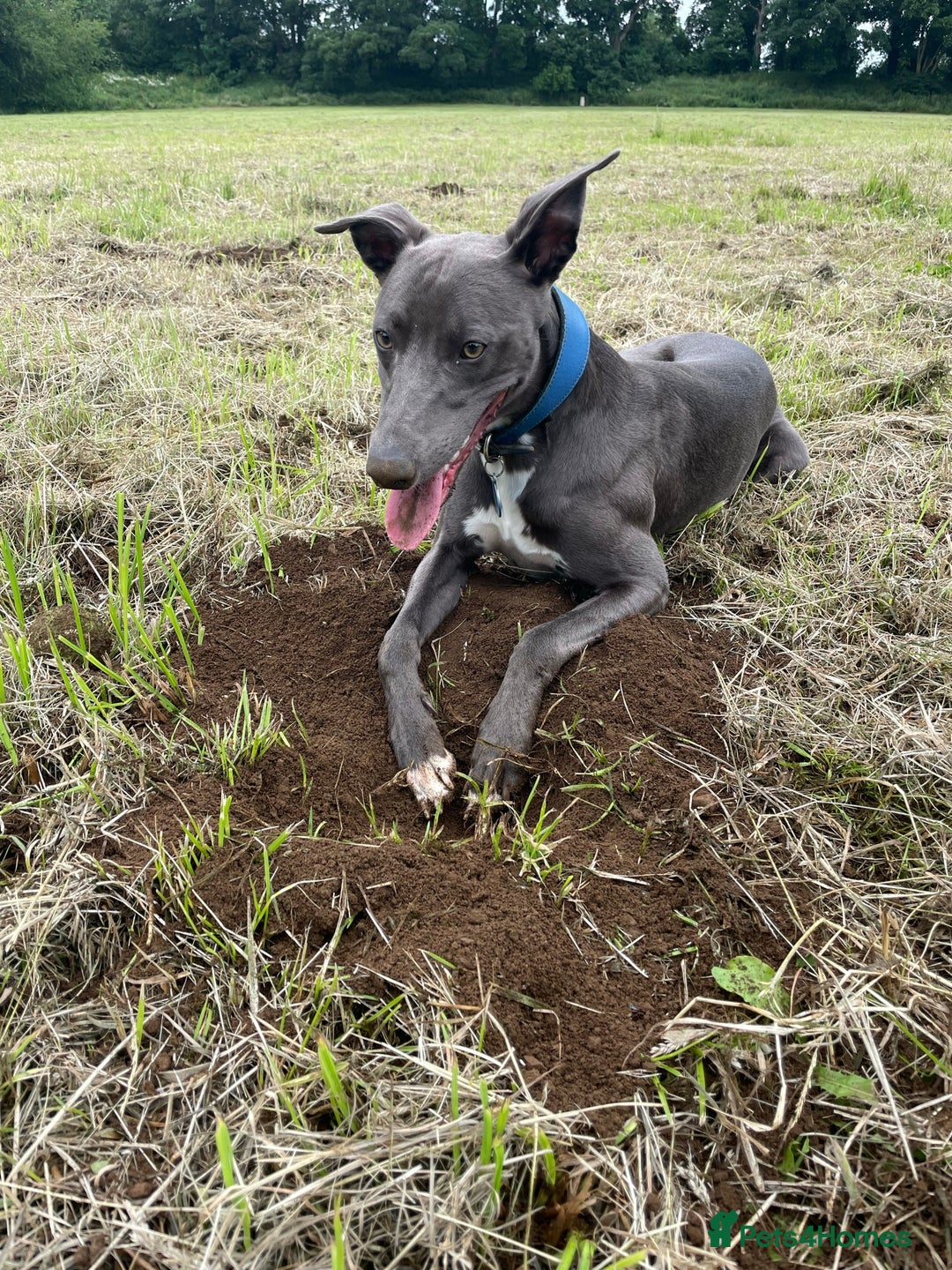 Whippet dogs for stud: Striking blue whippet stud in Banbury - Image 3