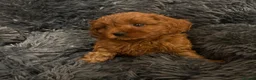 Cavapoochon dogs for sale: Therapy Puppies  - Advert 22