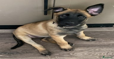 Belgian Shepherd Dog dogs - Advert 7