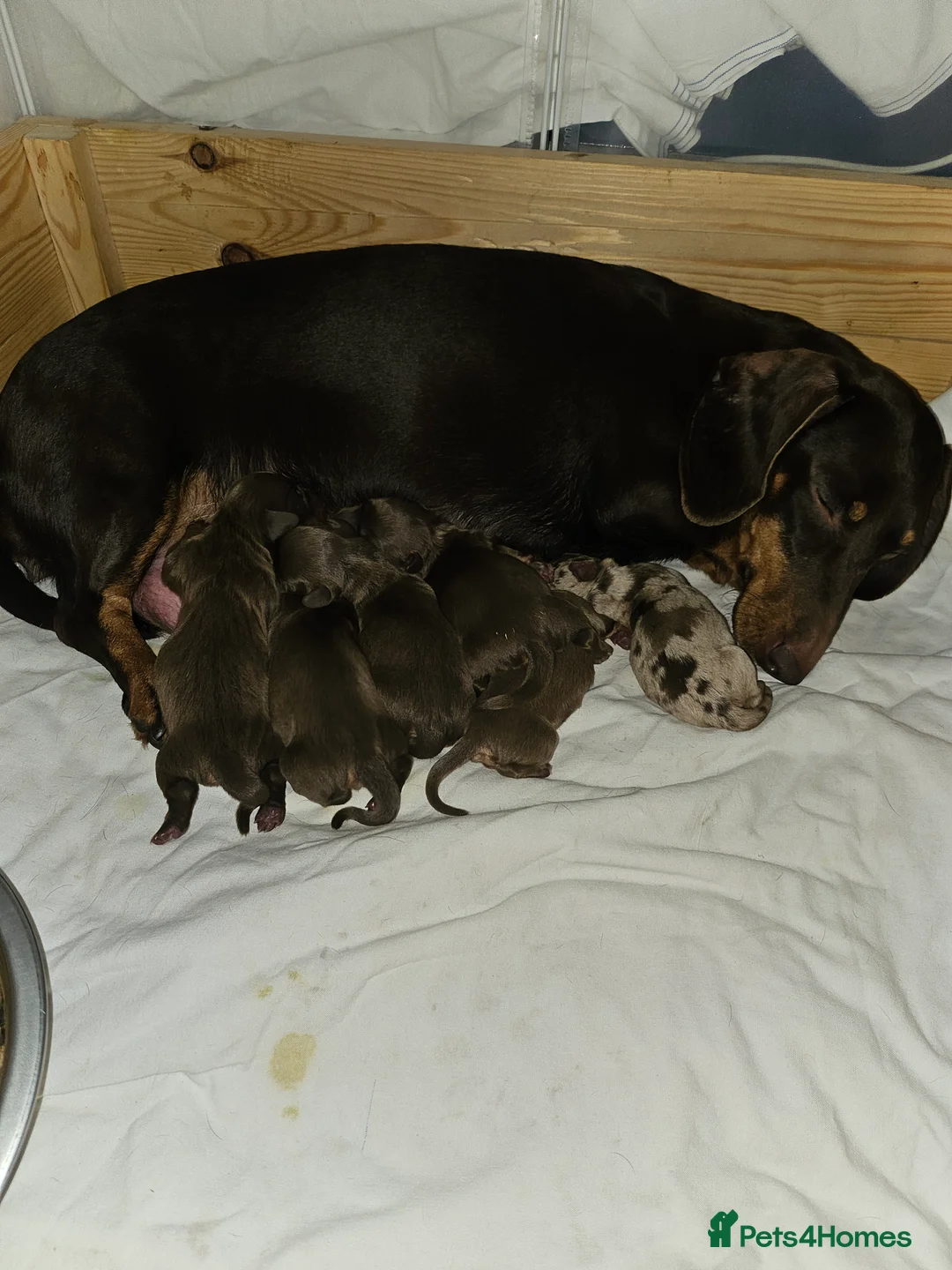 Dachshund dogs for sale: Dachshund (sausage dogs) READY NOW - Advert 7