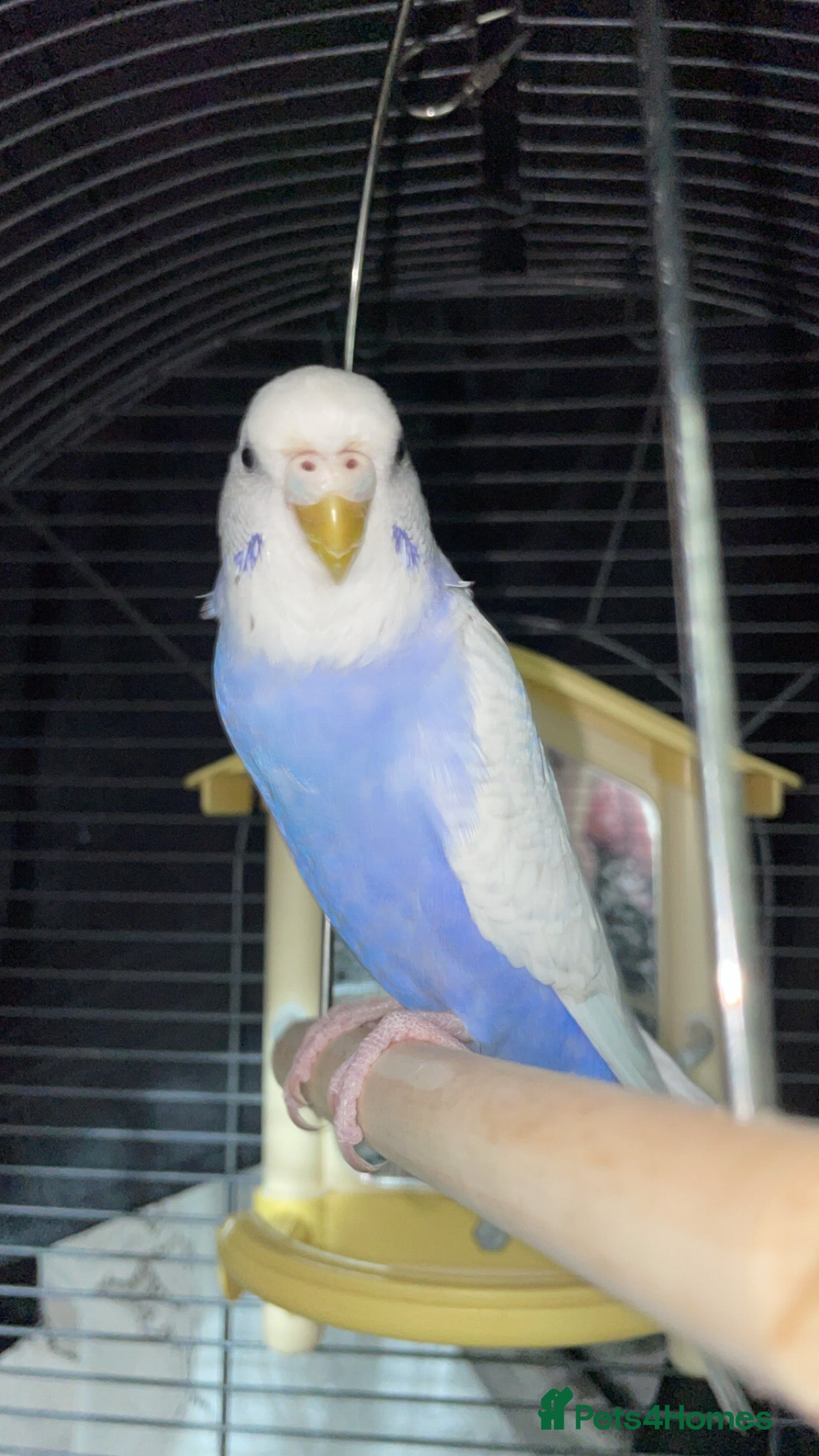 Budgerigars birds Budgies for sale no name  - Advert 1