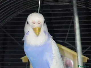 Budgerigars birds Budgies for sale no name - Advert 5