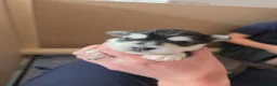 Pomsky dogs for sale: Beautiful f4 pomsky's - Advert 7