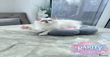 Ragdoll cats - Advert 14