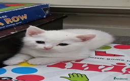 Mixed Breed cats for sale: 7 gorgeous cuties - Image 14