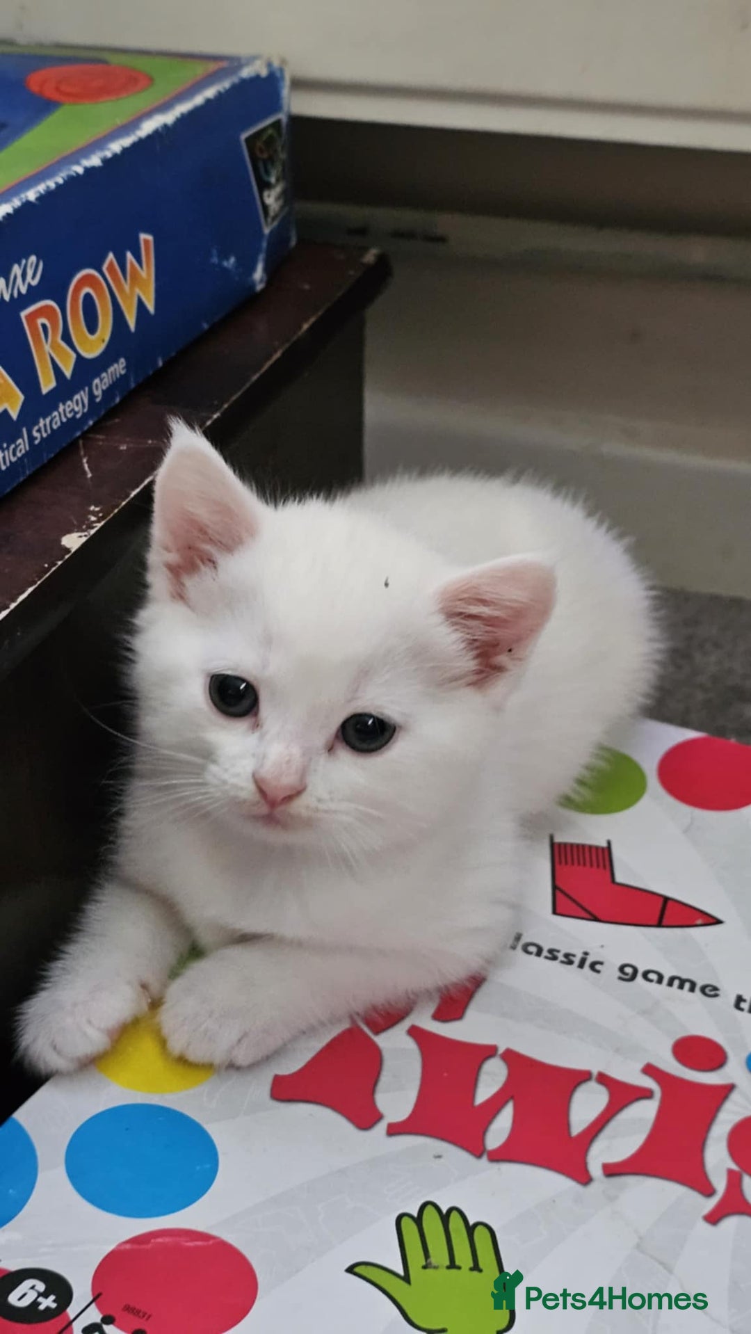Mixed Breed cats for sale: 7 gorgeous cuties - Image 14