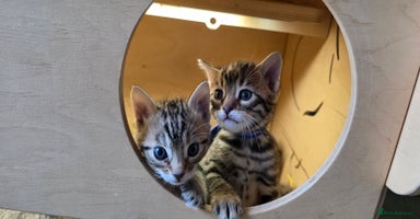 Bengal cats - Advert 4