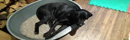 Labrador Retriever dogs for sale: Black Labrador - Advert 6