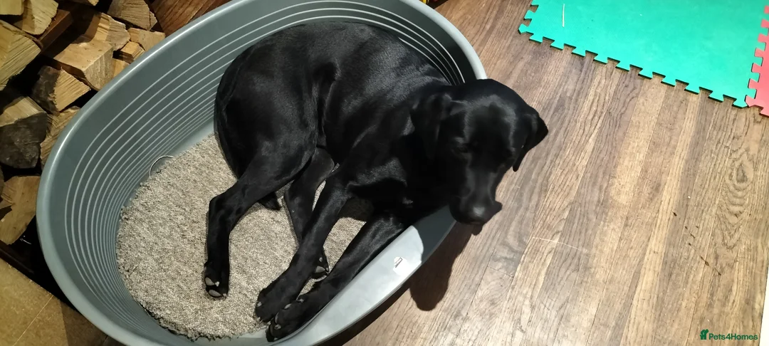 Labrador Retriever dogs for sale: Black Labrador - Advert 6