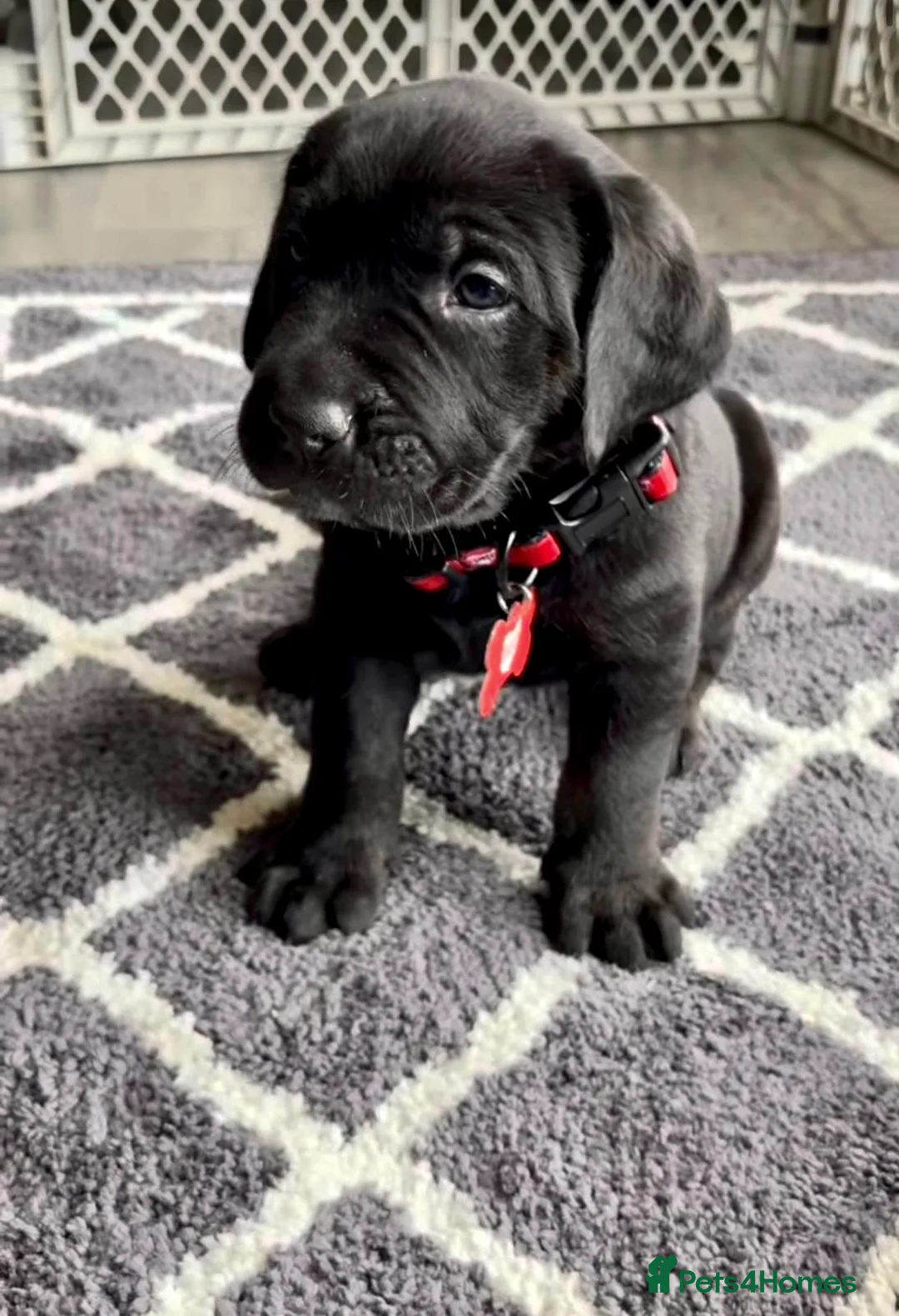 Cane Corso dogs for sale: ICCF REGISTERED LAST FEMALE  LEFT  in Nuneaton - Advert 1