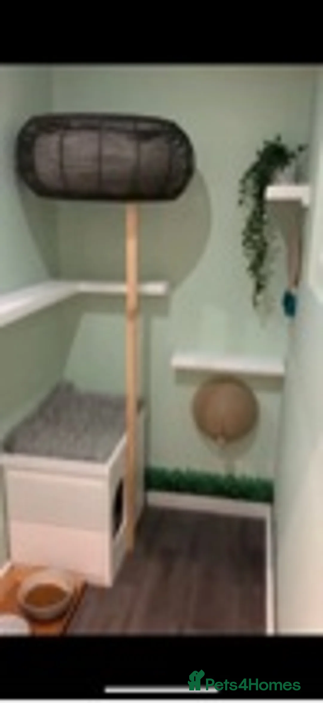 Maine Coon cats for stud: studs available  in Brighouse - Advert 8