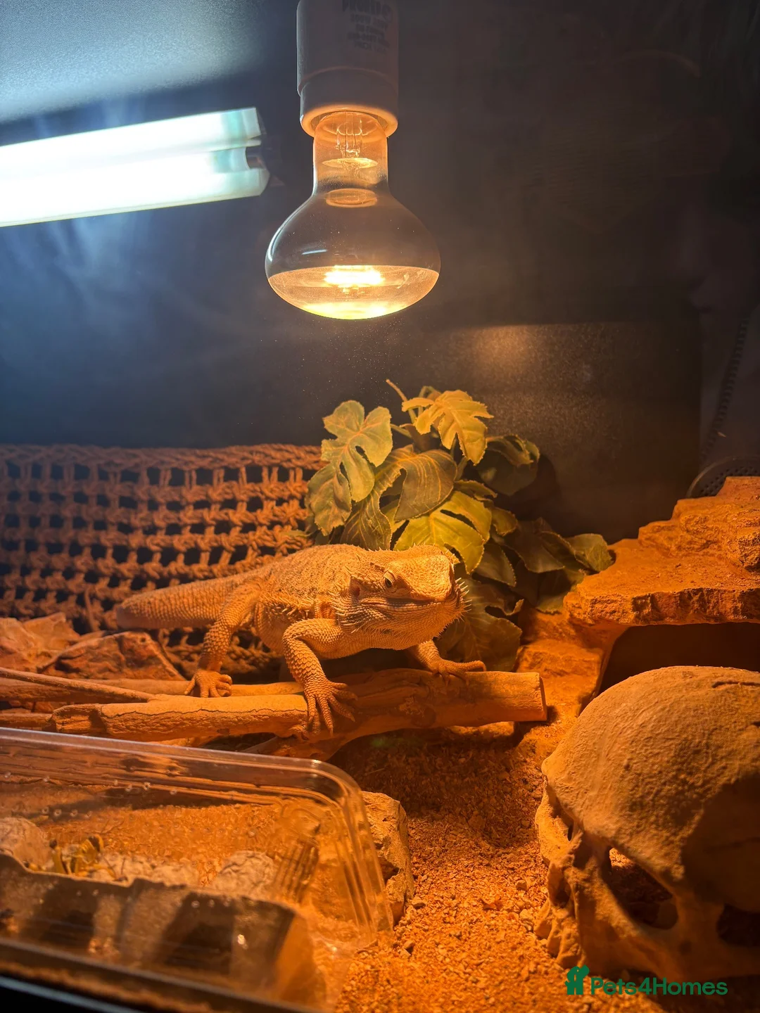 Bearded Dragon reptiles for sale: Name: rocco  in Lancaster - Advert 10