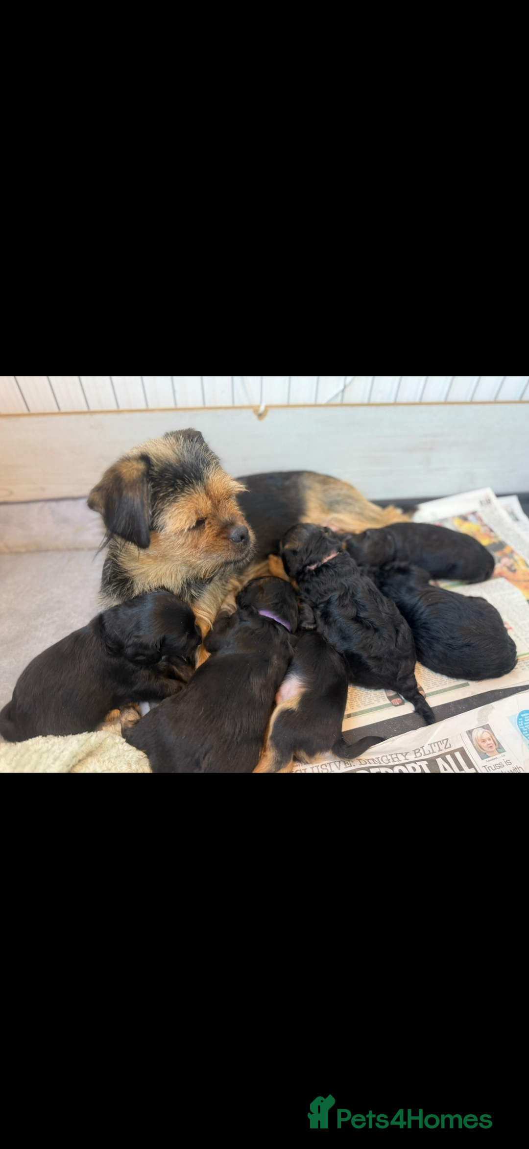 Mixed Breed dogs for sale: Shihtzu cross cocapoo (shihpoo) puppies  - Advert 18
