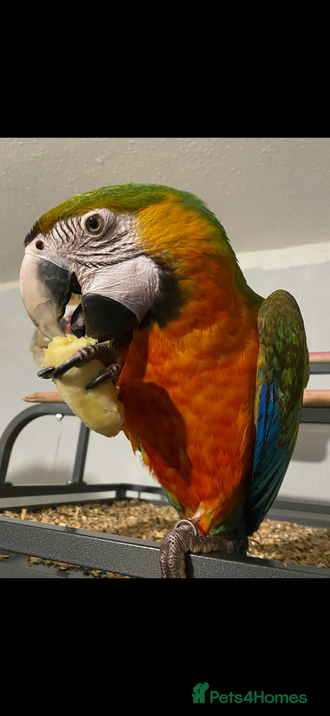 Macaws birds for sale: Female Harlequin Macaw.  - Advert 3