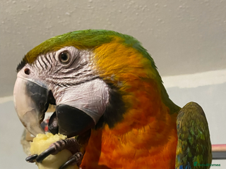 Macaws birds Female Harlequin Macaw. - Advert 2