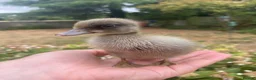 Ducks poultry for sale: Pure Indian Runner Ducklings + Fertile Eggs - Advert 6