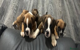 Boxer dogs for sale: 6 boxer pups available in three weeks time 🐾 - Image 1