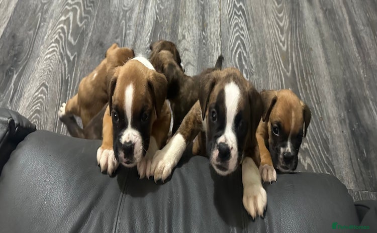Boxer dogs - Advert 2