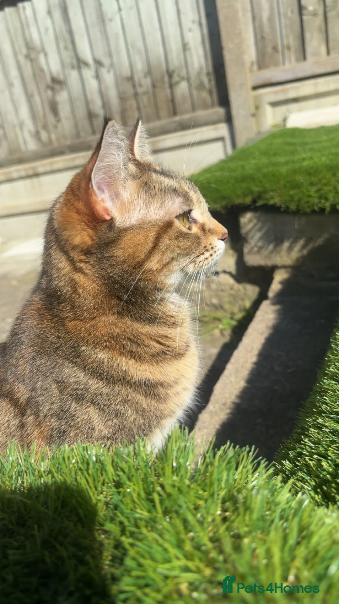 Mixed Breed cats for sale: 3 Beautiful Tabby Mixed Kittens - Advert 2