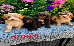 Cockapoo dogs for sale: Top quality F1 health tested cockapoos  - Image 13