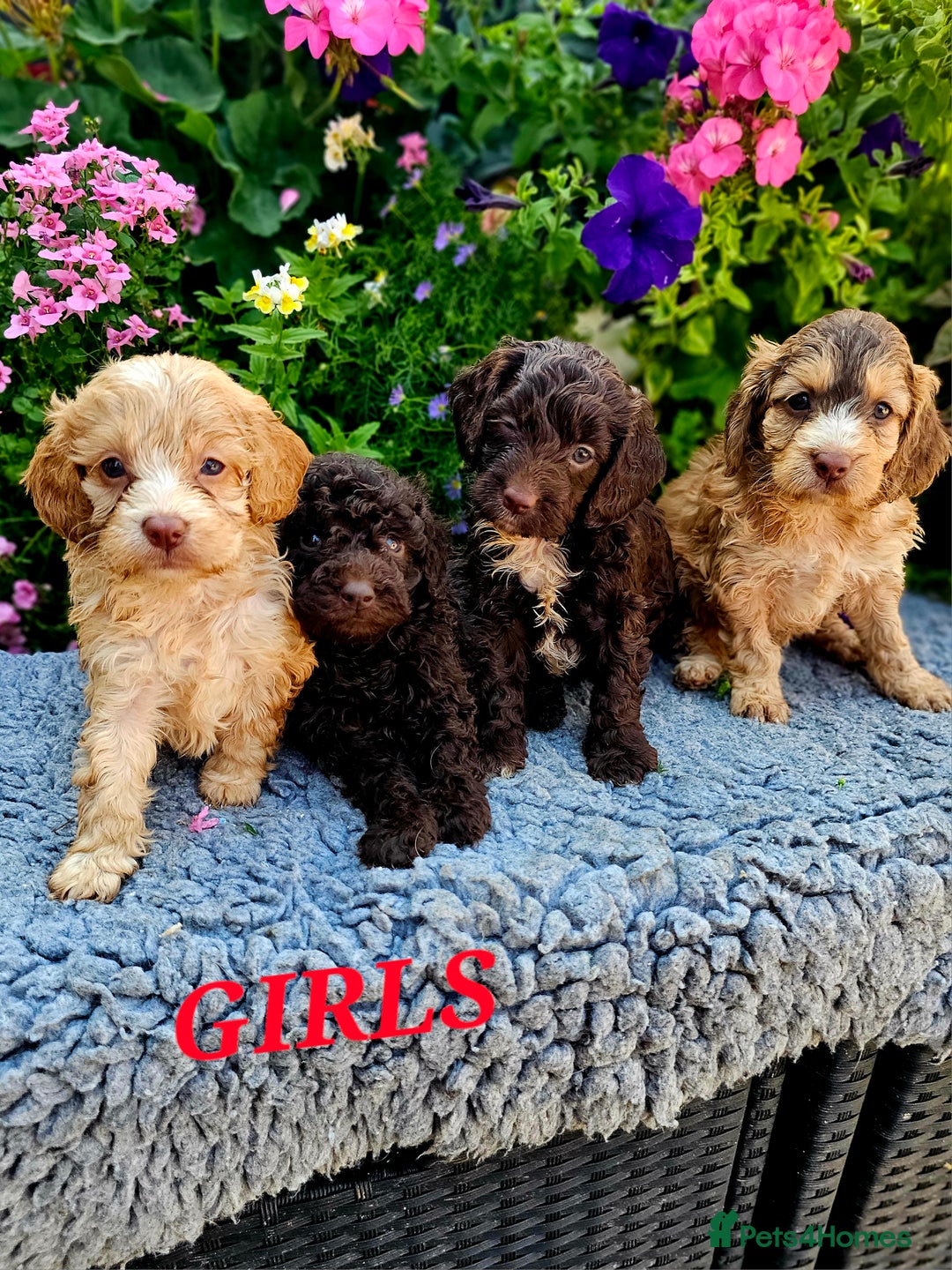 Cockapoo dogs for sale: Top quality F1 health tested cockapoos  - Image 13