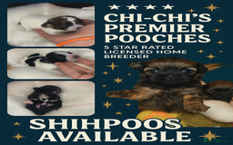 Shihpoo dogs for sale: 5 star rated Toy shihpoo puppies - Image 30