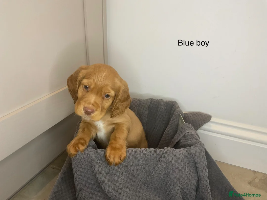 Cocker Spaniel dogs for sale: KC Reg hereditary clear working Cocker spaniels in Ingatestone - Advert 1