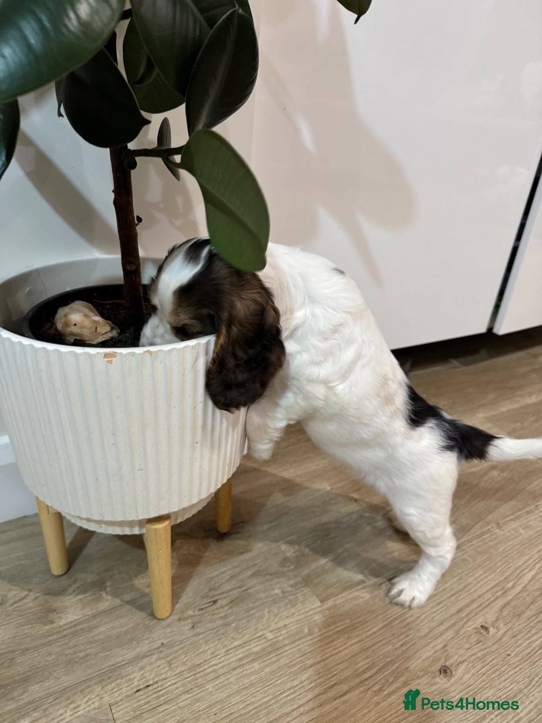 Cocker Spaniel dogs for sale: Fantastic Show / Working Cocker Spaniels - Advert 39