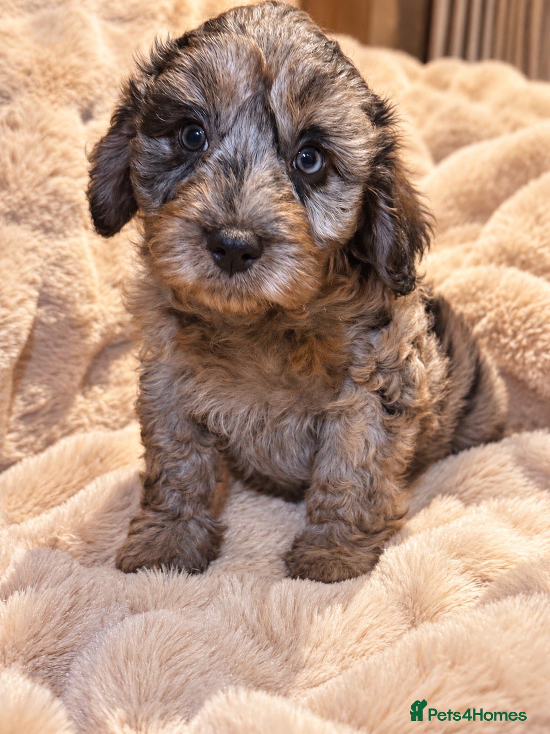 Cavapoo dogs Stunning Black  F1 Cavapoo’s Ready Now  - Advert 1