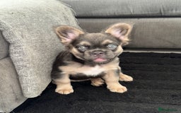 French Bulldog dogs for sale:  French bull dog female puppy! - Image 3