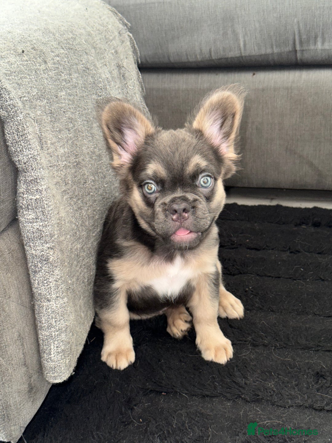 French Bulldog dogs for sale:  French bull dog female puppy! - Image 3
