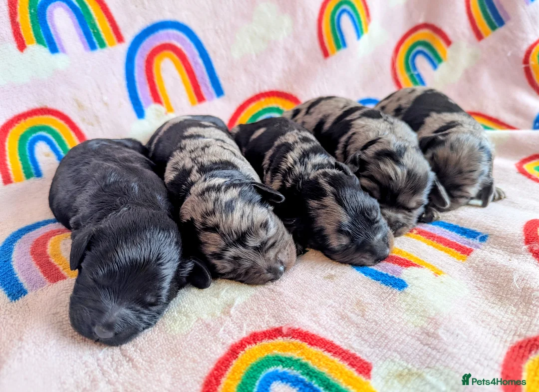 Cavapoo dogs for sale: DNA health tested Merle Cavapoos - Advert 22