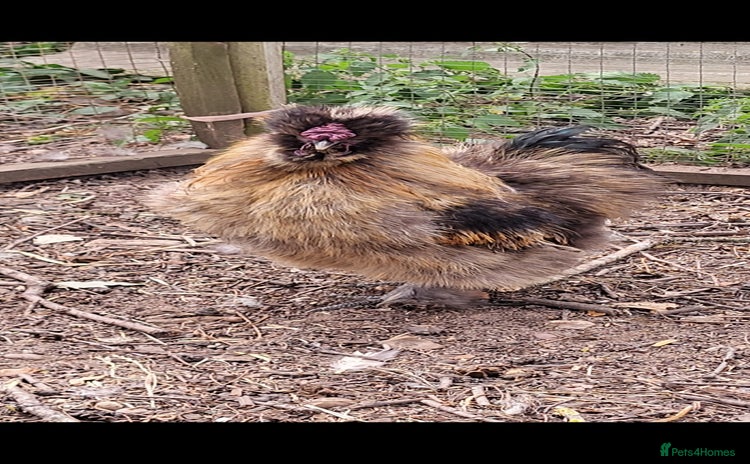 Chickens poultry - Advert 2