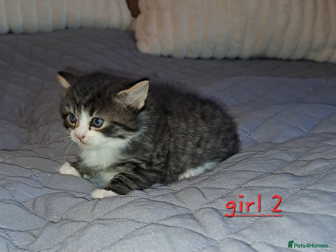 Domestic Shorthair cats for sale: 5 gorgeous kittens for sale  - Advert 12