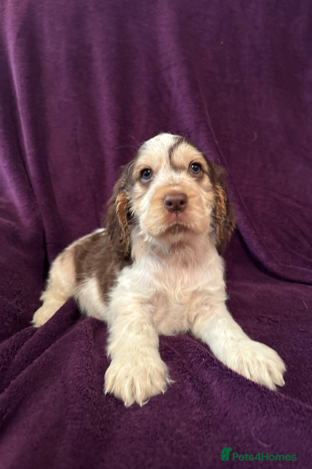 Cocker Spaniel dogs for sale: 🩷Stunning chocolate sable roan show type cocker🩷 - Advert 6