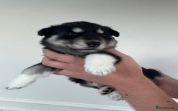 Siberian Husky dogs for sale: Beautiful Chunky Siberian Husky Puppies  - Image 23